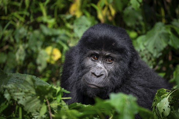 Mountain gorilla (Gorilla beringei beringei), between leaves, animal portrait, Bwindi Impenetrable Forest, Uganda