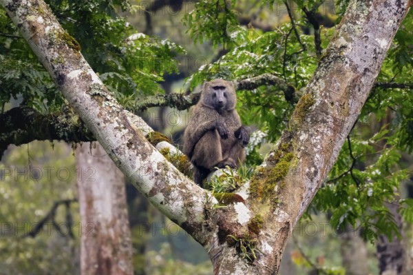 Anubispavian or green baboon (Papio anubis) sitting in a tree in a branch fork, Bwindi Impenetrable Forest, Uganda