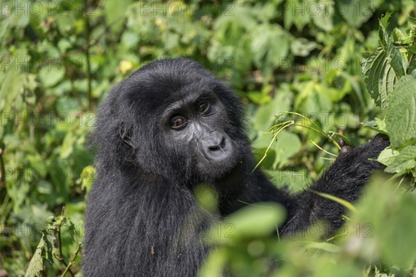 Mountain gorilla (Gorilla berengei berengei), Bwindi Impenetrable National Park, Uganda