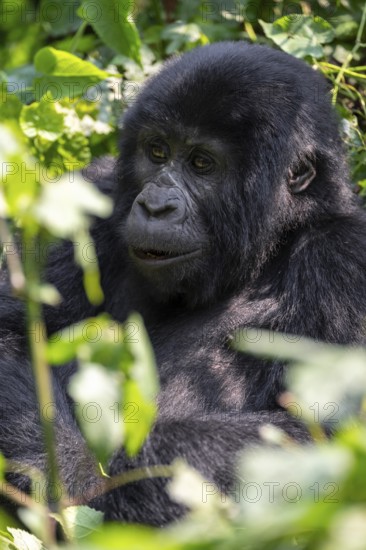Mountain gorilla (Gorilla berengei berengei), Bwindi Impenetrable National Park, Uganda