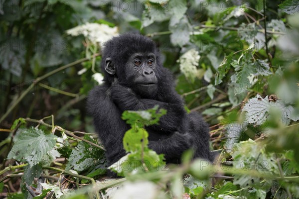 Young animal, mountain gorilla (Gorilla berengei berengei), Bwindi Impenetrable National Park, Uganda