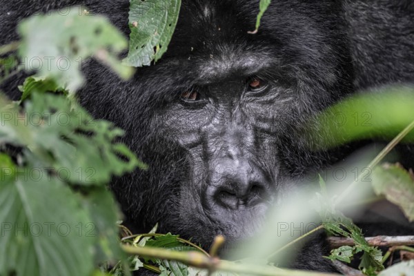 Silverback, animal portrait, mountain gorilla (Gorilla berengei berengei), Bwindi Impenetrable National Park, Uganda