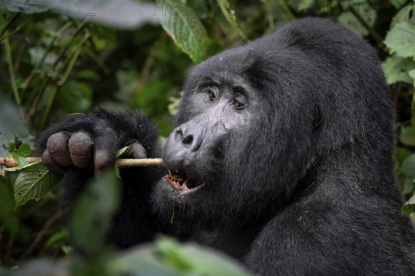 Mountain gorilla (Gorilla berengei berengei), Bwindi Impenetrable National Park, Uganda