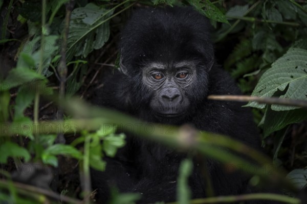 Young animal, mountain gorilla (Gorilla berengei berengei), Bwindi Impenetrable National Park, Uganda
