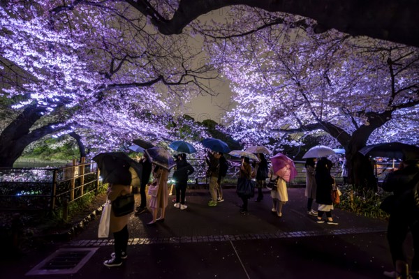 People walking under blooming illuminated cherry trees at night, Japanese cherry blossoms in spring, Hanami Festival, Chidorigafuchi Green Way, Tokyo, Japan
