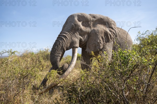 African elephant (Loxodonta africana) eats leaves, the famous Super Tusker elephant Craig, old male with long tusks, Kajiado County, Kenya