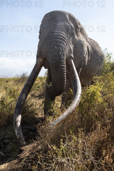 African elephant (Loxodonta africana) eats leaves, the famous Super Tusker elephant Craig, old male with long tusks, Kajiado County, Kenya
