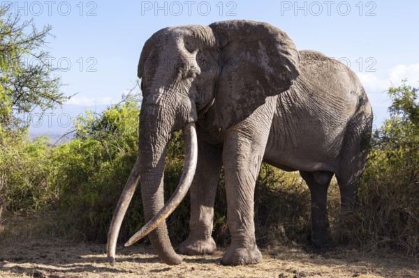 African elephant (Loxodonta africana) the famous Super Tusker elephant Craig, old male with long tusks, Kajiado County, Kenya