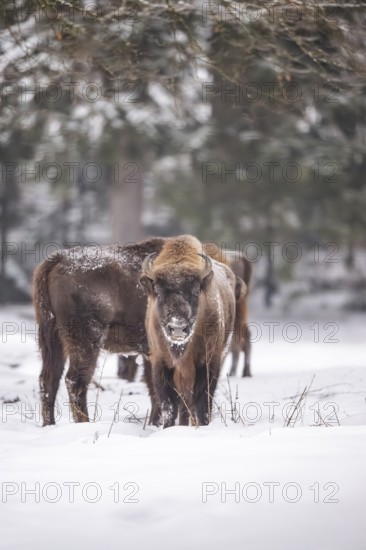 European bison (Bison bonasus) or Wisent standing on a meadow next to the forest in winter, snow, Bavaria, Germany