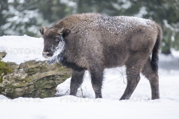 European bison (Bison bonasus) or Wisent standing on a meadow next to the forest in winter, snow, Bavaria, Germany