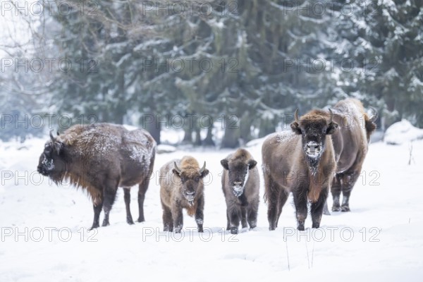 European bison (Bison bonasus) or Wisent standing on a meadow next to the forest in winter, snow, Bavaria, Germany