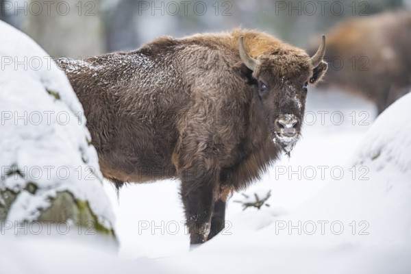 European bison (Bison bonasus) or Wisent standing on a meadow next to the forest in winter, snow, Bavaria, Germany