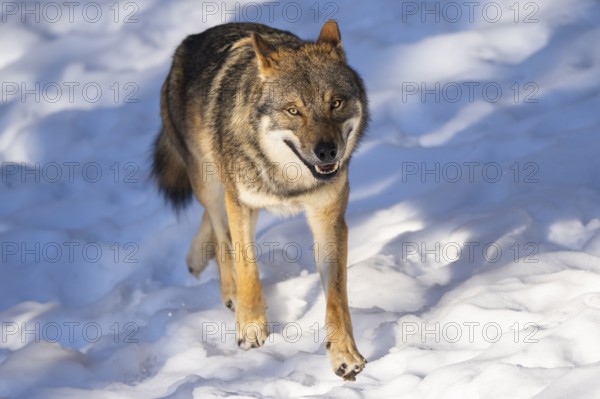 European gray wolf (Canis lupus lupus) walking in a forest in winter, snow, Bavaria, Germany