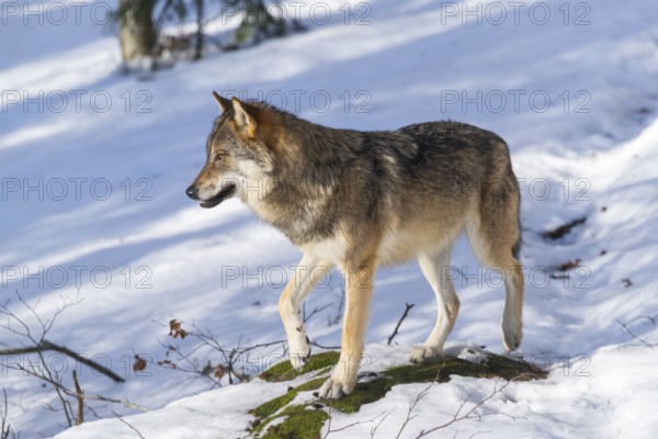 European gray wolf (Canis lupus lupus) standing in a forest in winter, snow, Bavaria, Germany