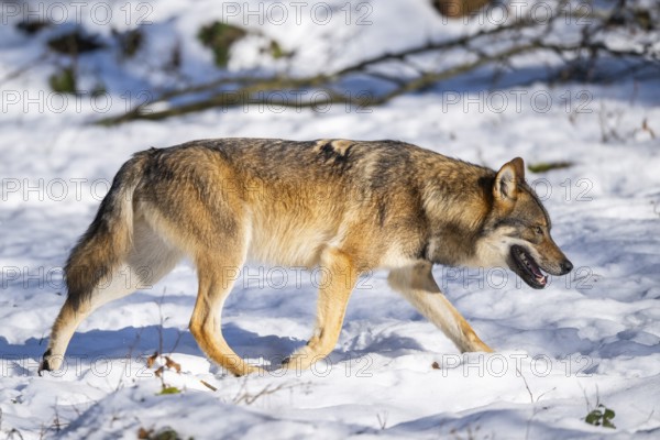 European gray wolf (Canis lupus lupus) walking in a forest in winter, snow, Bavaria, Germany