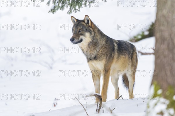 European gray wolf (Canis lupus lupus) standing in a forest in winter, snow, Bavaria, Germany