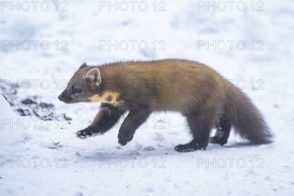 European pine marten (Martes martes) running in the snow in winter, National Park Bavarian Forest, Bavaria, Germany