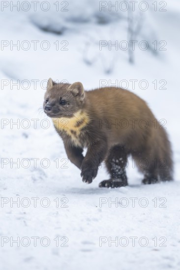 European pine marten (Martes martes) running in the snow in winter, National Park Bavarian Forest, Bavaria, Germany