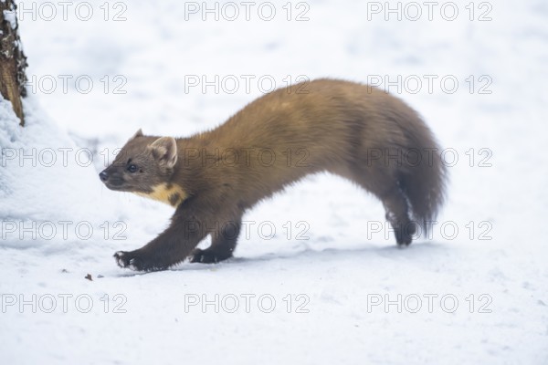 European pine marten (Martes martes) running in the snow in winter, National Park Bavarian Forest, Bavaria, Germany