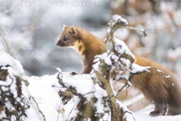 European pine marten (Martes martes) standing in the snow in winter, National Park Bavarian Forest, Bavaria, Germany