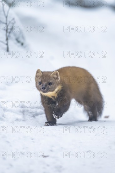 European pine marten (Martes martes) running in the snow in winter, National Park Bavarian Forest, Bavaria, Germany