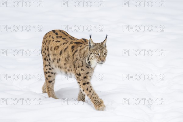 Eurasian lynx (Lynx lynx) walking in a forest in winter, snow, Bavaria, Germany