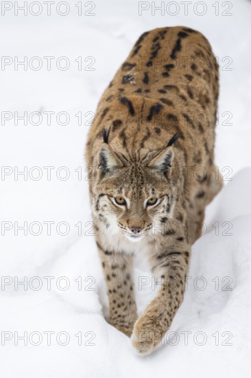 Eurasian lynx (Lynx lynx) walking in a forest in winter, snow, Bavaria, Germany