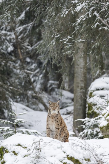 Eurasian lynx (Lynx lynx) sitting in a forest in winter, snow, Bavaria, Germany
