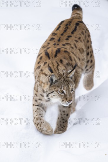 Eurasian lynx (Lynx lynx) walking in a forest in winter, snow, Bavaria, Germany