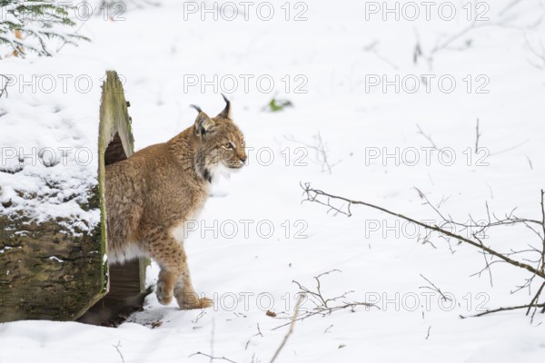 Eurasian lynx (Lynx lynx) walking in a forest in winter, snow, Bavaria, Germany