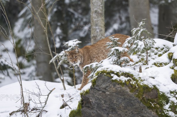 Eurasian lynx (Lynx lynx) standing in a forest in winter, snow, Bavaria, Germany
