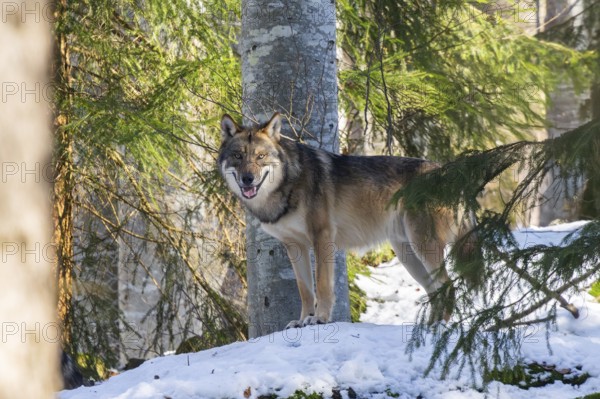 European gray wolf (Canis lupus lupus) standing in a forest in winter, snow, Bavaria, Germany