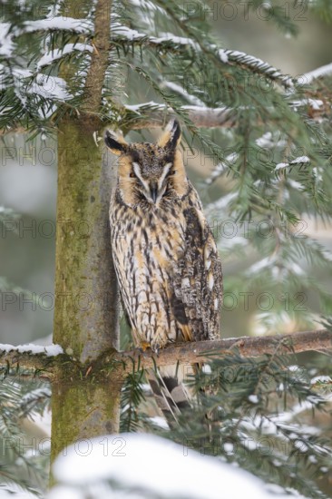 Long-eared owl (Asio otus) sitting on a branch in winter, National Park Bavarian Forest, Bavaria, Germany