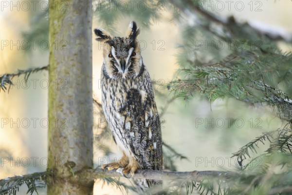 Long-eared owl (Asio otus) sitting on a branch in winter, National Park Bavarian Forest, Bavaria, Germany