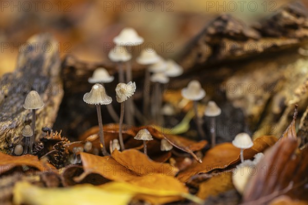 Helmlinge (Mycena), Emsland, Lower Saxony, Germany