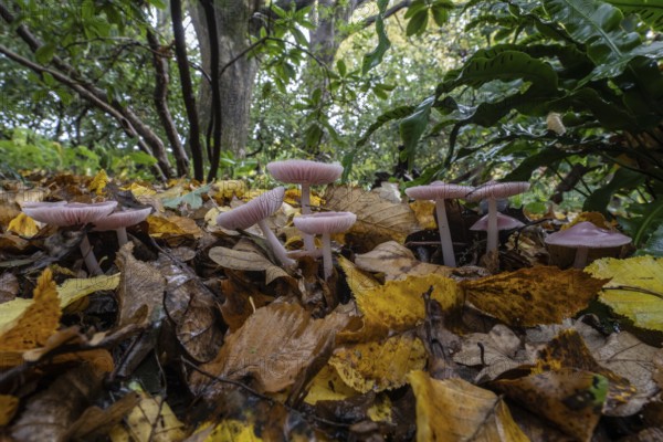 Dwarf paint funnels (Laccaria tortilis), Emsland, Lower Saxony, Germany