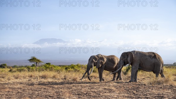 Two African elephants (Loxodonta africana) in a picturesque landscape with the summit of Mount Kilimanjaro, the famous Super Tusker elephant Craig and Pascal, old male with long tusks, in atmospheric evening light, Kajiado County, Kenya