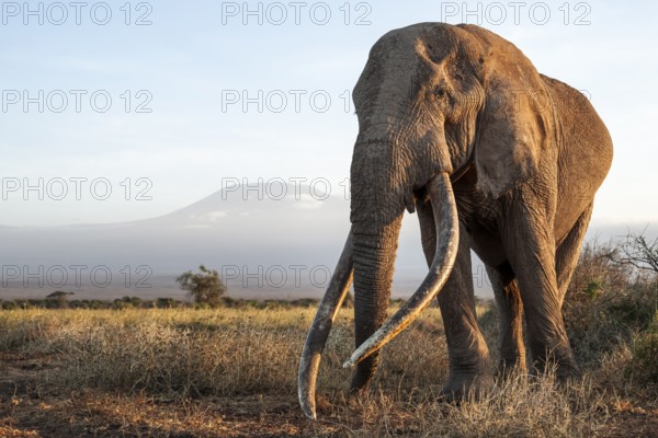 African elephant (Loxodonta africana), the famous Super Tusker elephant Craig, old male with long tusks, in picturesque landscape with the summit of Mount Kilimanjaro, in atmospheric evening light, Kajiado County, Kenya