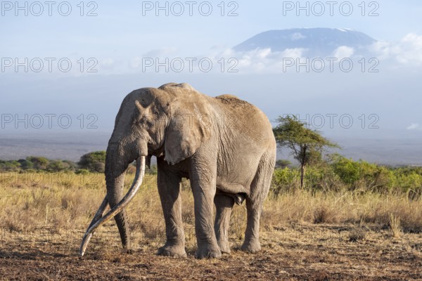 African elephant (Loxodonta africana) in picturesque landscape with the summit of Mount Kilimanjaro, the famous Super Tusker elephant Craig, old male with long tusks, in the evening light, Kajiado County, Kenya