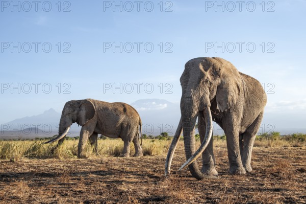 Two African elephants (Loxodonta africana) in a picturesque landscape with the summit of Mount Kilimanjaro, the famous Super Tusker elephant Craig with his friend Pascal, old male with long tusks, in the evening light, Kajiado County, Kenya