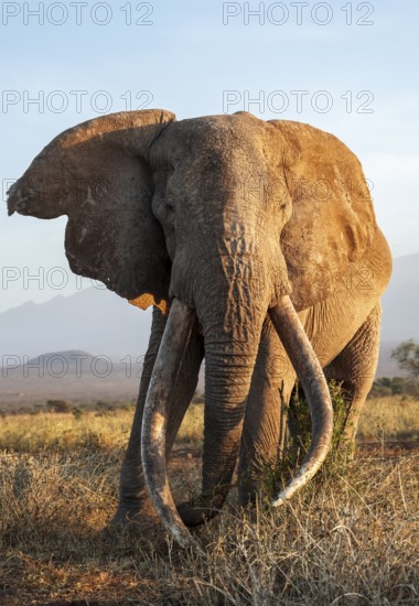 African elephant (Loxodonta africana), the famous Super Tusker elephant Craig, old male with long tusks, in the evening light, Kajiado County, Kenya