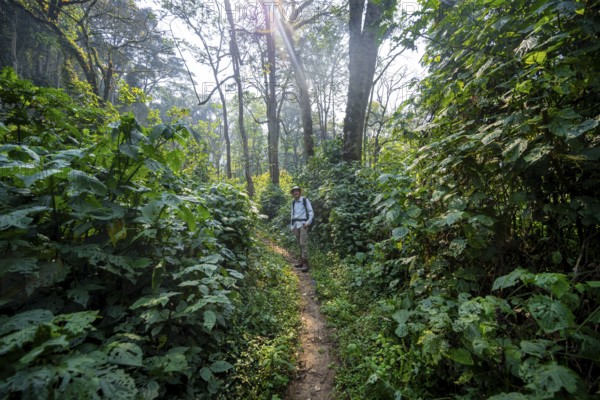 Tourist hiking trail through dense vegetation in tropical mountain rainforest, primeval forest, Bwindi Impenetrable Forest, Uganda