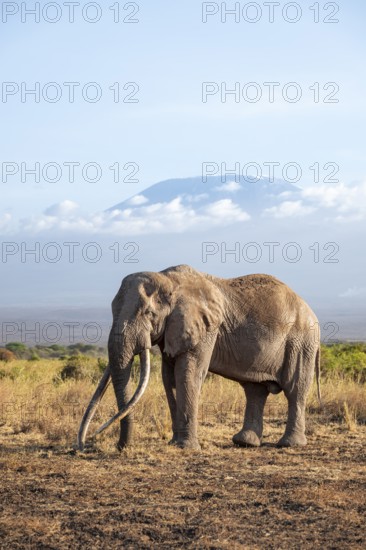 African elephant (Loxodonta africana) in picturesque savanna landscape with the summit of Mount Kilimanjaro, the famous Super Tusker elephant Craig, old male with long tusks, in the evening light, Kajiado County, Kenya
