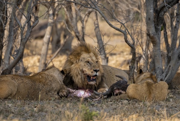 Lion (Panthera Leo) with kill, pack eats captured buffalo, adult male with prey, Moremi Game Reserve, Botswana