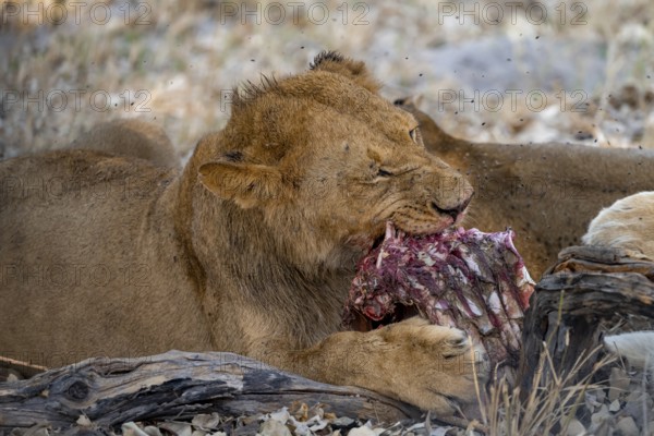 Lion (Panthera Leo) with kill, juvenile male eats the ribs of the captured buffalo, Moremi Game Reserve, Botswana