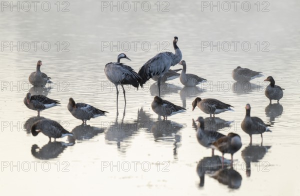 Cranes (Grus grus), cranes and gray geese (Anser anser) stand in the shallow water zone of a lake, haze, fog, Lower Saxony, Germany