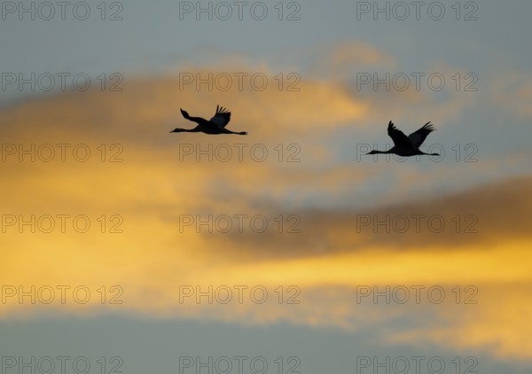 Crane (Grus grus) two cranes flying in the morning light against a blue sky with warm orange clouds, silhouettes, Lower Saxony, Germany