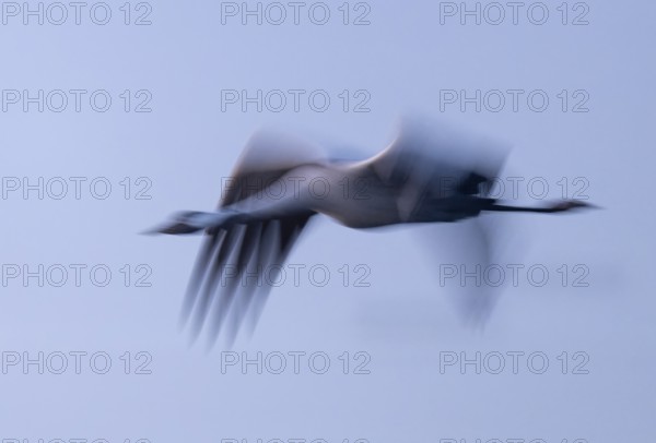Crane (Grus grus) flying in morning light, motion blur, long exposure, puller, wiping effect, Lower Saxony, Germany
