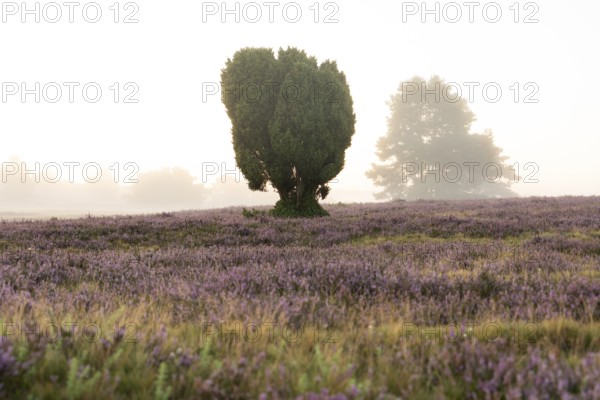 Enchanting morning atmosphere in August with fog in the blooming Lüneburger Heide near Niederhaverbeck