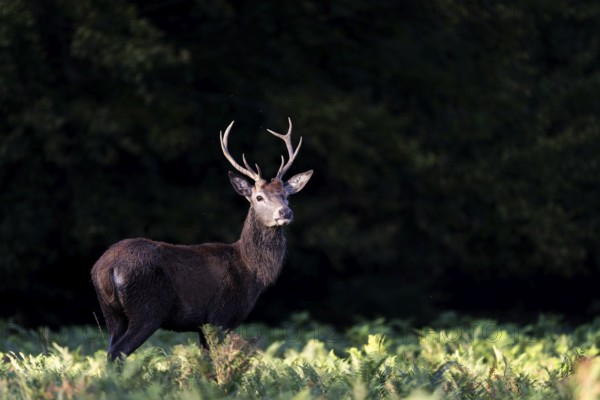 Red deer at the rutting 2025, London, Great Britain